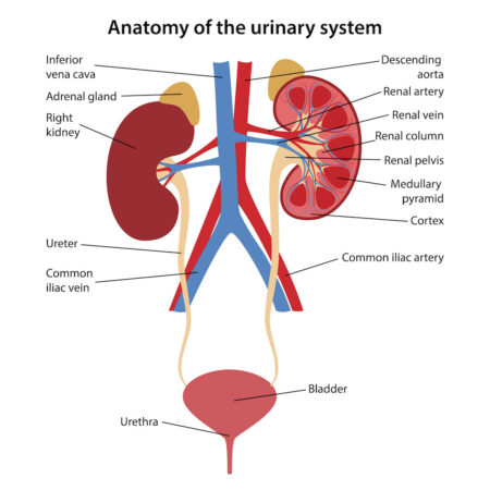 Kidney4