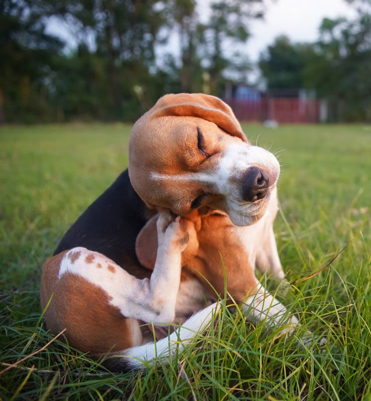 Beagle Iching Beagle Iching In Grass