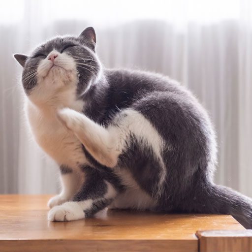 Gray Cat Scratching On Table