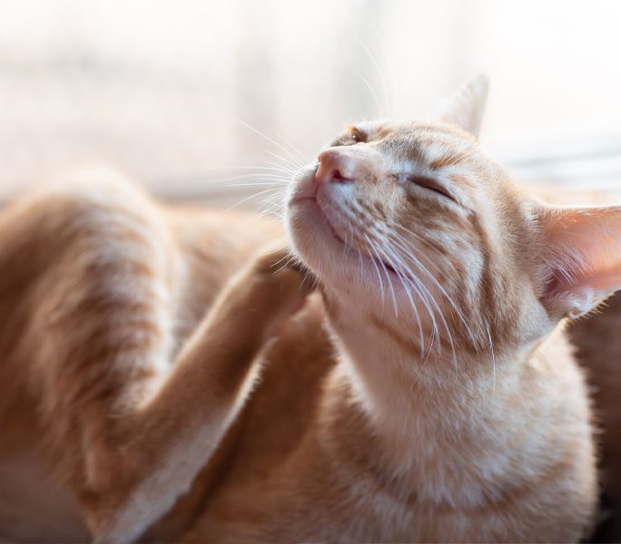 Cat Scratching Chin