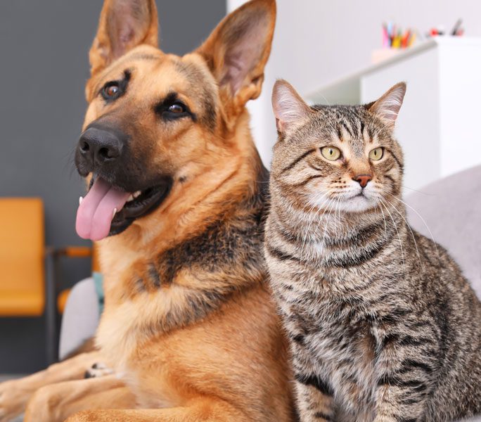 Brown Dog And Gray Cat