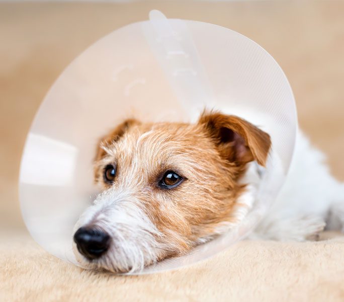 Sad Dog Lying Down With Cone