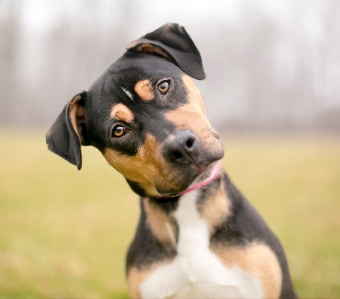 Tricolor Mixed Breed Leaning Head