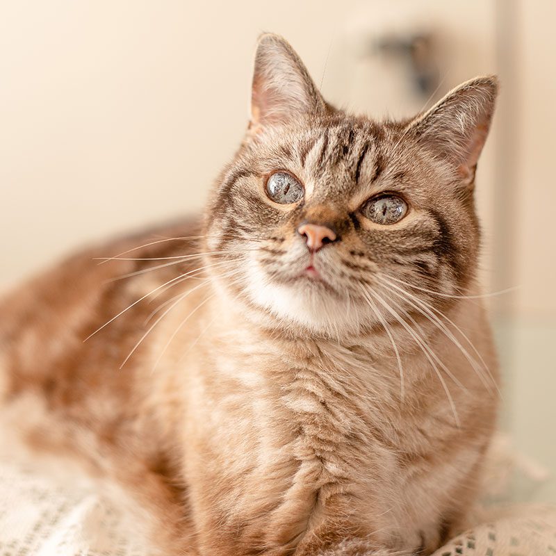 Beautiful senior cat sitting on the back of couch and looking up at owner
