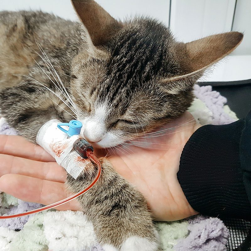 cat on fluids