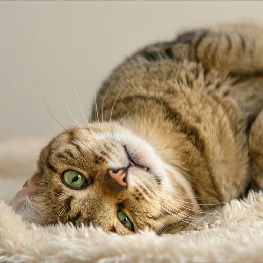 Lazy Cat Lying On Carpet