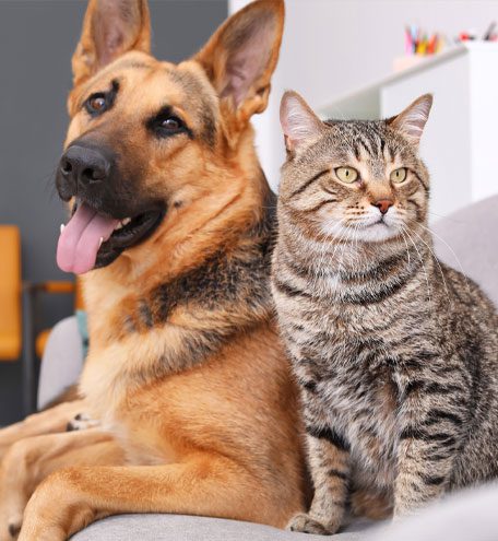 Dog And Cat Dog And Cat Sitting Next To Each Other