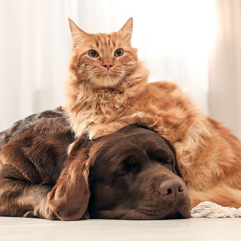 chocolate lab and orange Maine Coon