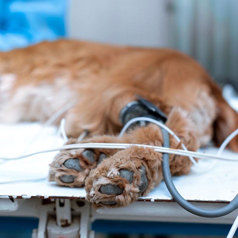 closeup of a dog's paws while sedated during surgery