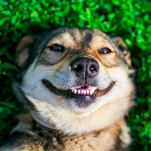 Dog Lying Down In Bush Smiling