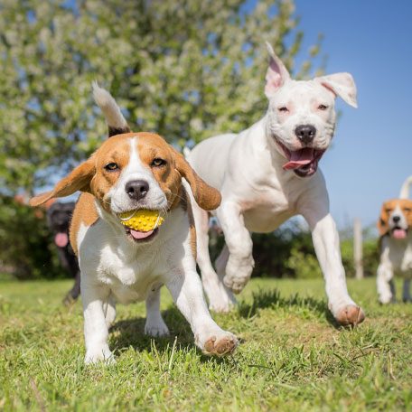 Dogs Running Dogs Running Outside With Ball In Mouth
