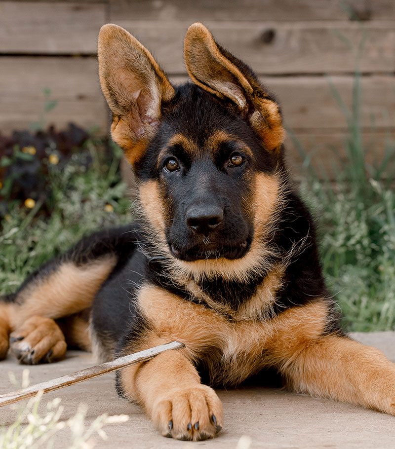 German Shepherd puppy with one floppy ear