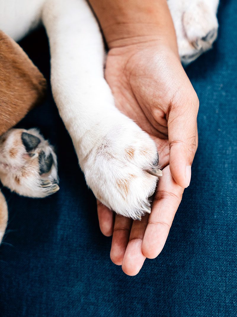 Holding Paw dog's paw is securely held by a woman's hand