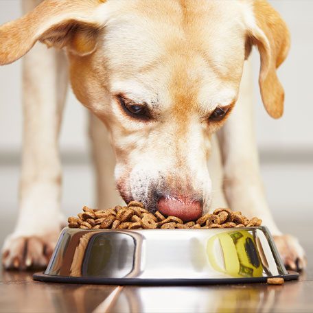 Hungry Dog Hungry Dog Eating Food