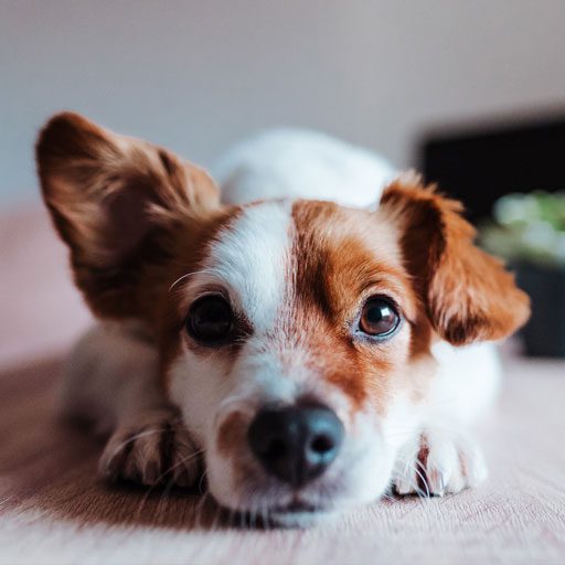 Cute Jack Russell Dog With One Ear Up Lying Down