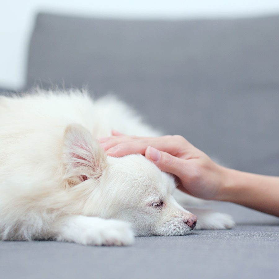 Petting Dog woman petting small fluffy dog's head