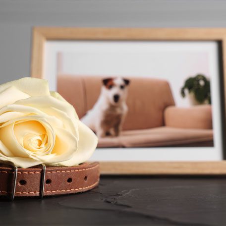 Picture Of Dog Picture Frame With Dog And Flower On Collar