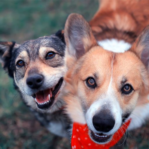 Two Dogs Smiling One Have A Red Collar