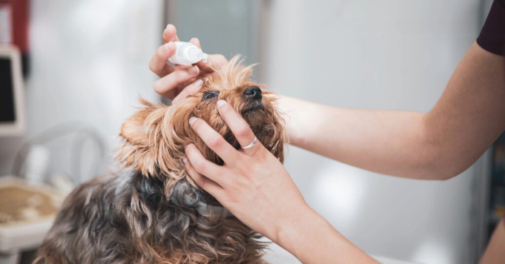 vet applying eye drops in dog's eye at the clinic