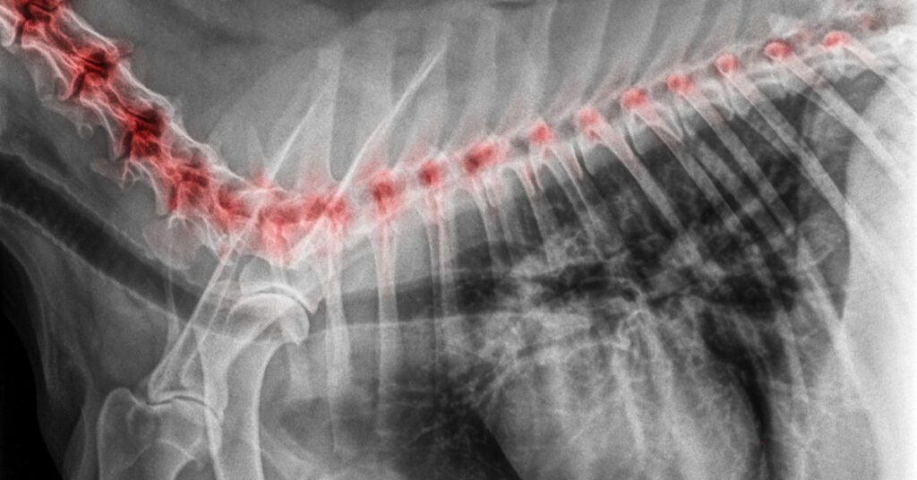 close up of an X-ray of dog's spine