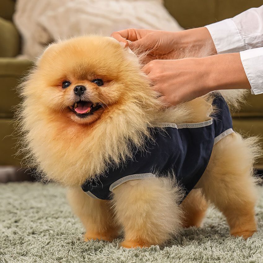 Pomeranian dog wearing recovery suit after sterilization