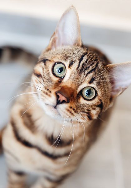 Bengal Cat With Green Eyes Sitting Down