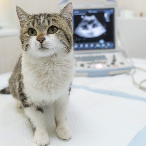 Cat Sitting In Front Of Ultrasound Screen