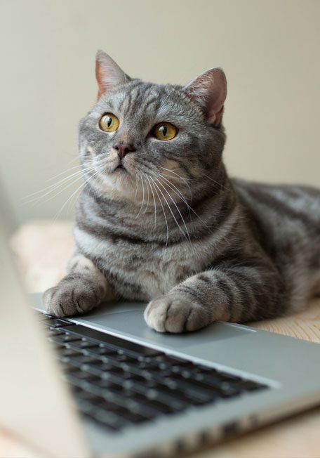 Cat With Paws On Laptop