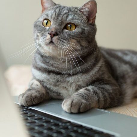 Cat With Paws On Laptop