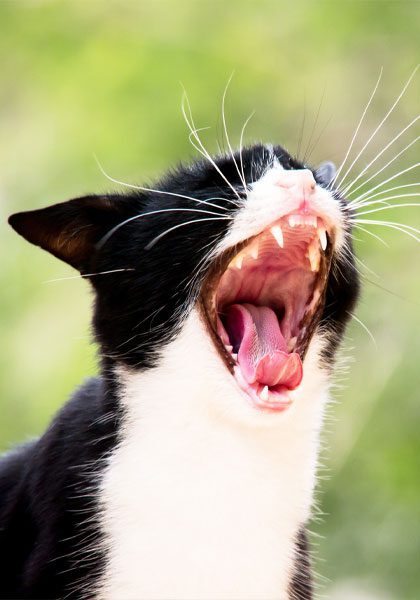 Black And White Cat Yawning