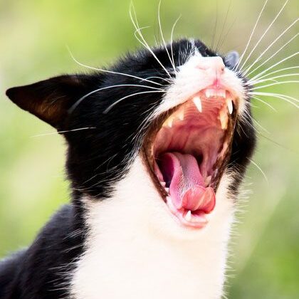 Black And White Cat Yawning