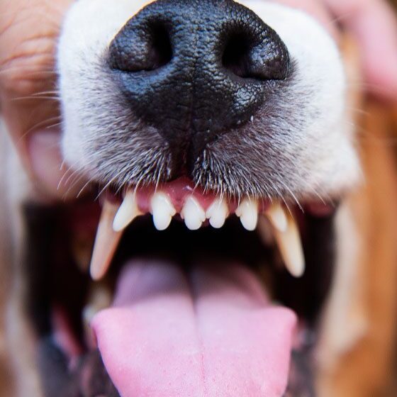 Owner holding Dog While They Show Teeth