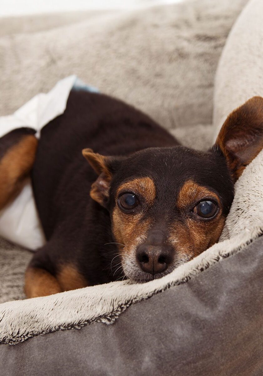 senior dog with cataracts and wearing a diaper