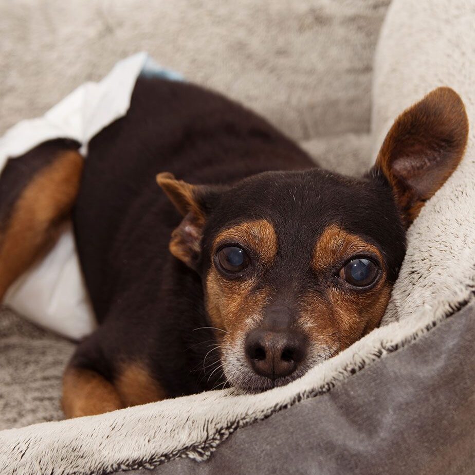 senior dog with cataracts and wearing a diaper