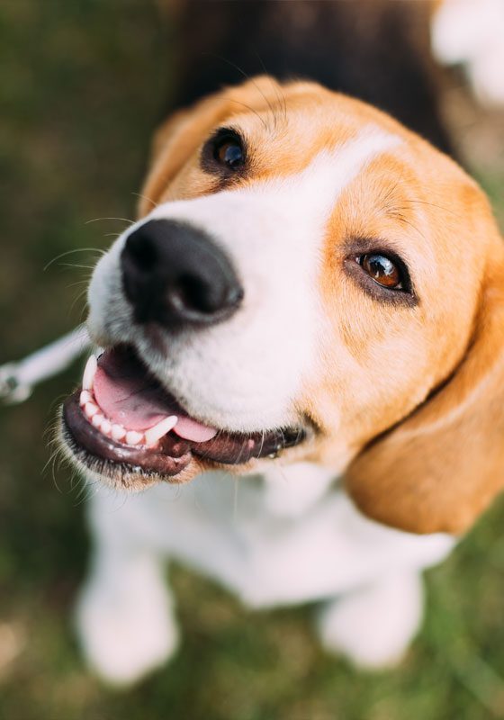 Tricolor English Beagle Sitting On Grass