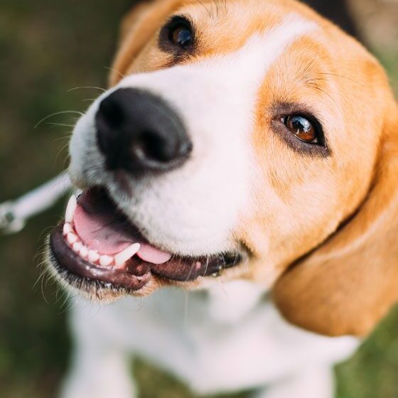 Tricolor English Beagle Sitting On Grass