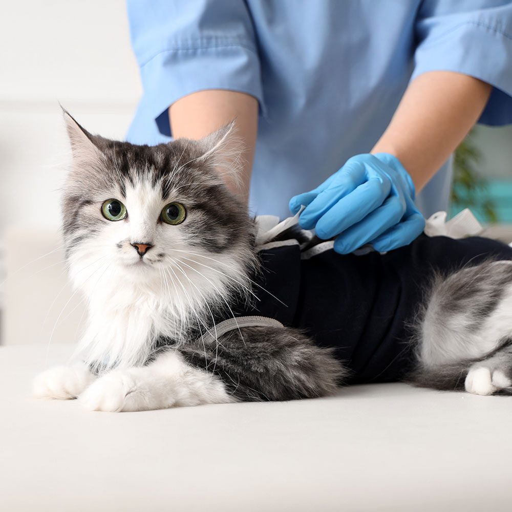 Kitten wearing recovery suit after surgery