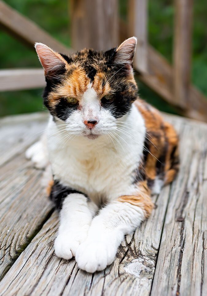 Senior Calico Cat senior calico cat sitting outside on the deck staring at the camera