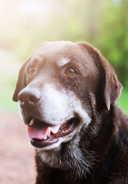 Old Shelter Hound Dog With Lonely Eyes