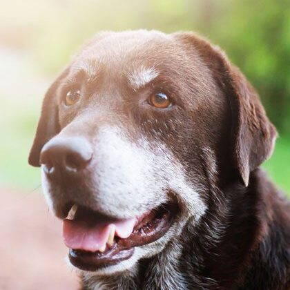 Old Shelter Hound Dog With Lonely Eyes