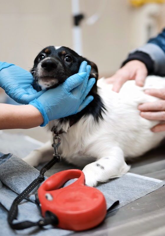 veterinarian and vet tech check on a small terrier