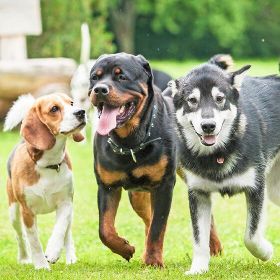 Three Dogs Playing On The Grass