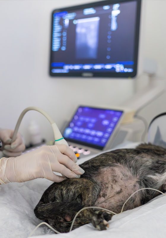 Vet Using Diagnostic Imaging On Dog