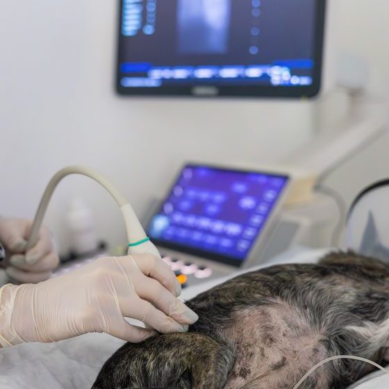 Vet Using Diagnostic Imaging On Dog